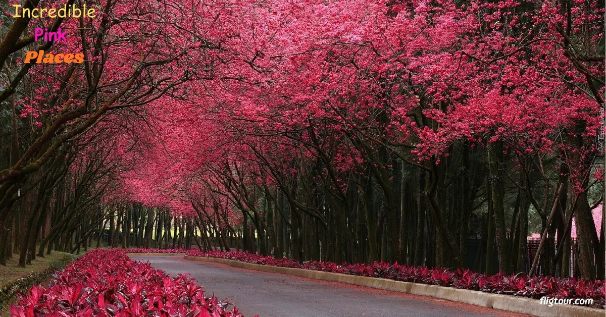 10 Incredible Pink Places: The Most Beautiful Pink Places Around the World